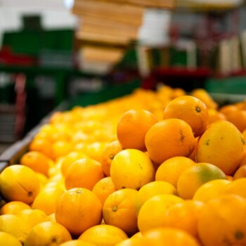 Naranjas de zumo a granel en la nave de Sucnatur