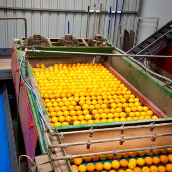 Naranjas entrando en la línea de selección de Sucnatur