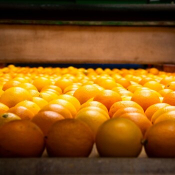 Naranjas de zumo a granel en un contenedor de la nave de Sucnatur
