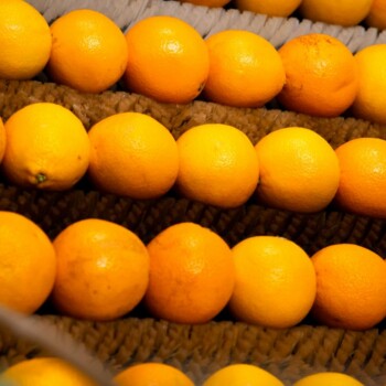 Naranjas de zumo de calibre uniforme en la línea de selección de Sucnatur