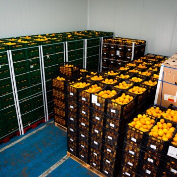 Palés de cajas de naranja preparados para el reparto en el almacén de Sucnatur