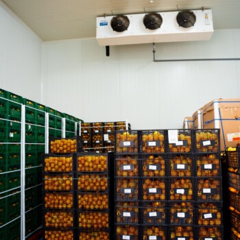 Cajas de naranja en la cámara frigorífica de Sucnatur